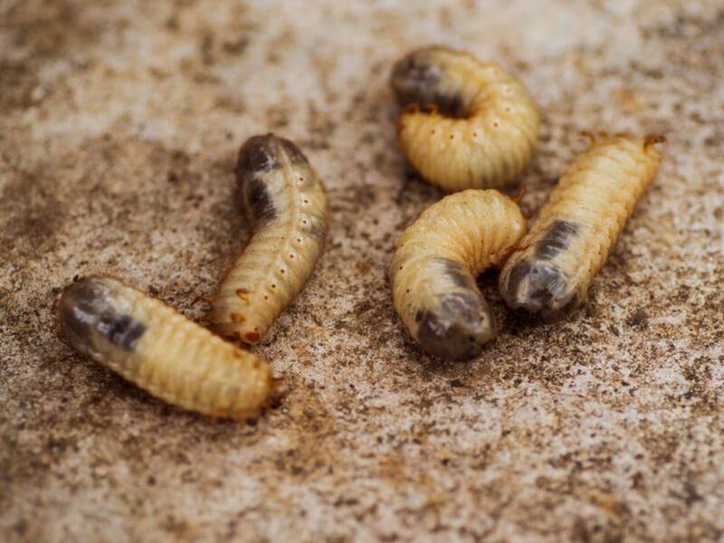 Life Cycle Of Woodworm Uk